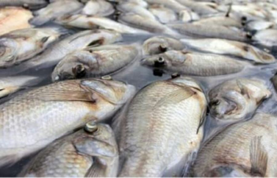 poissons