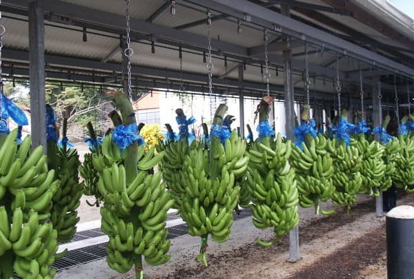 Exportation banane texte 2 399 (1)