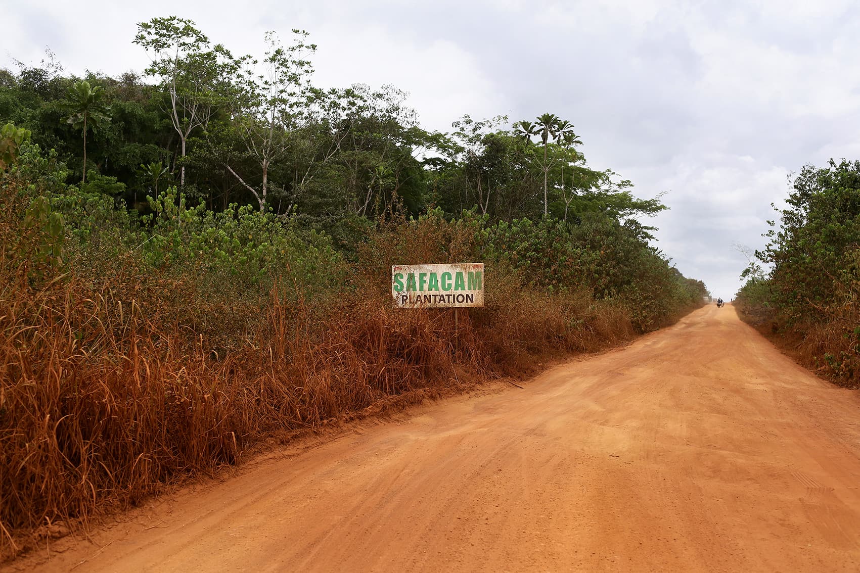 Safacam plantation