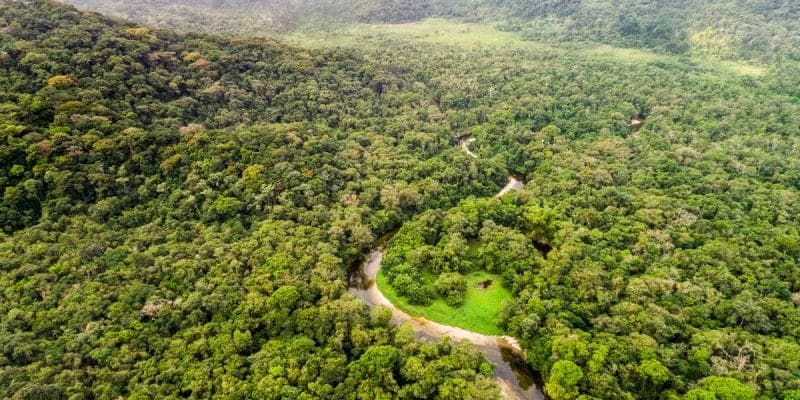 Forêt