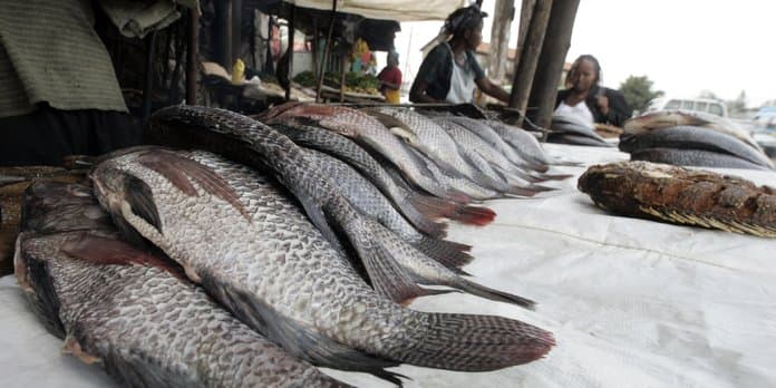 Du poisson importé