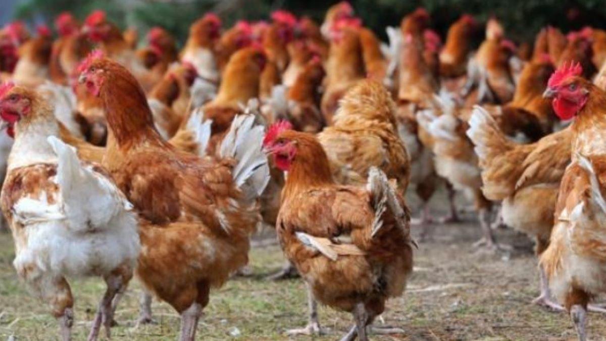 Des poulets à la ferme