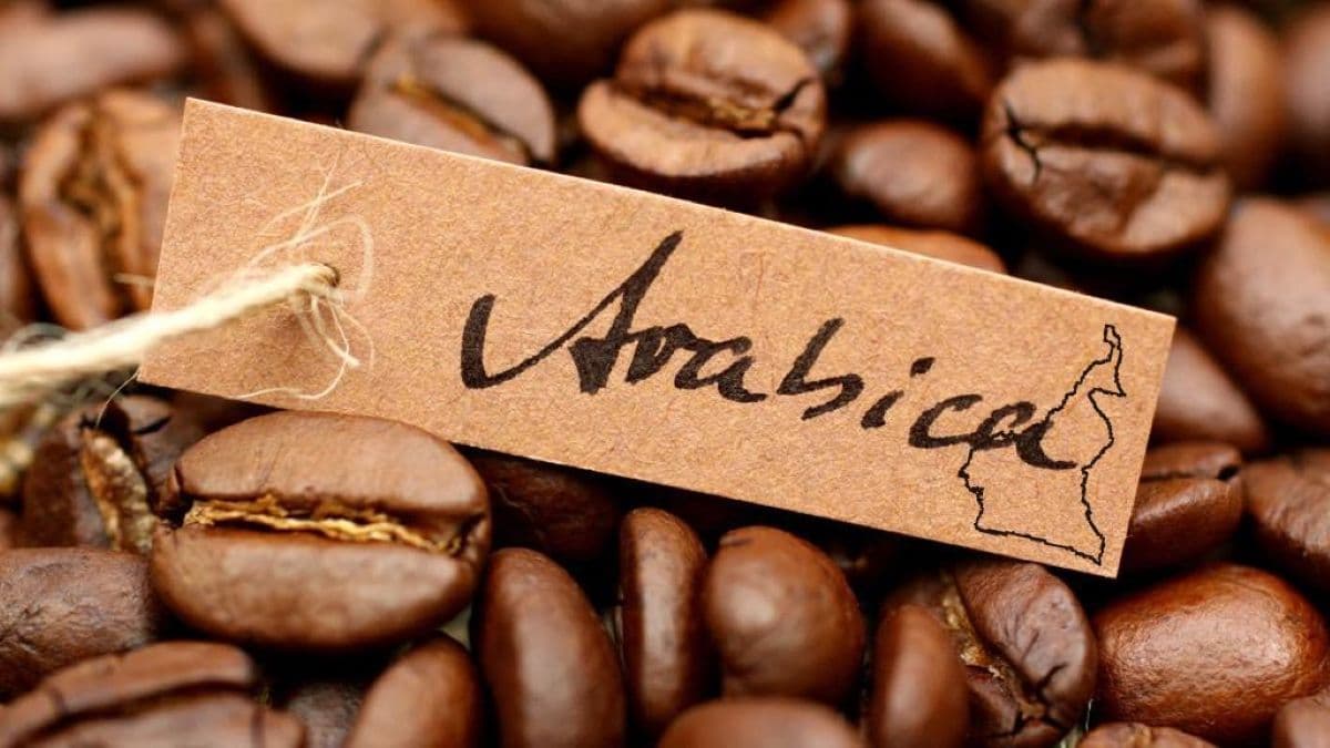 De l'arabica camerounais