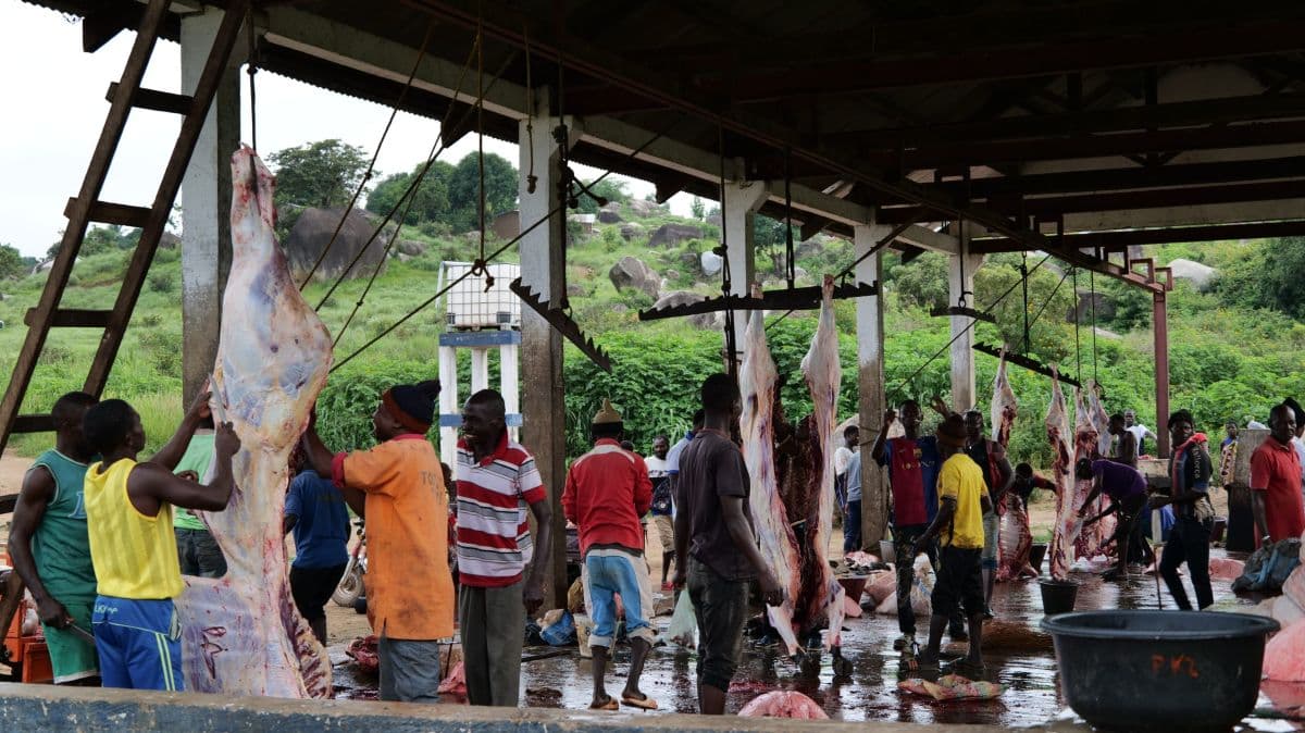 Abattoir public de Bouar, en RCA