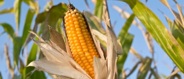 Agropole-Mais