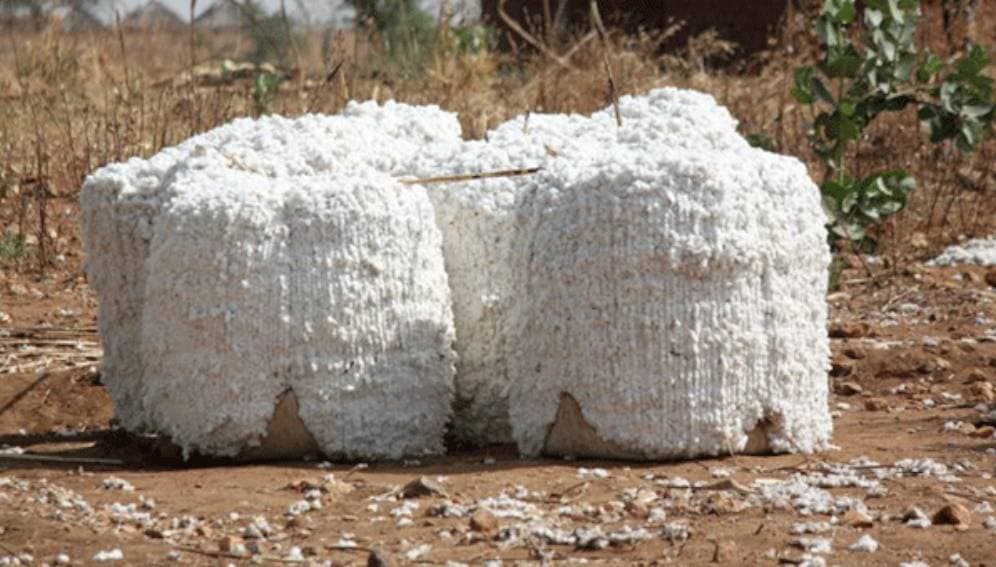 coton ok