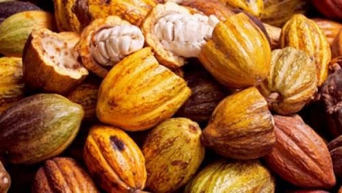 2205-12683-le-prix-du-kilogramme-du-cacao