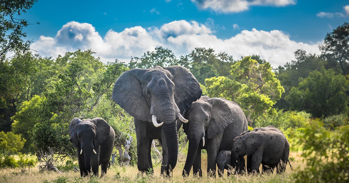 elephant
