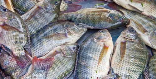 Mavecam va booster la production nationale de Tilapia (1)