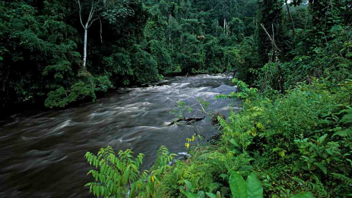 Zone clé pour la biodiversité au Gabon