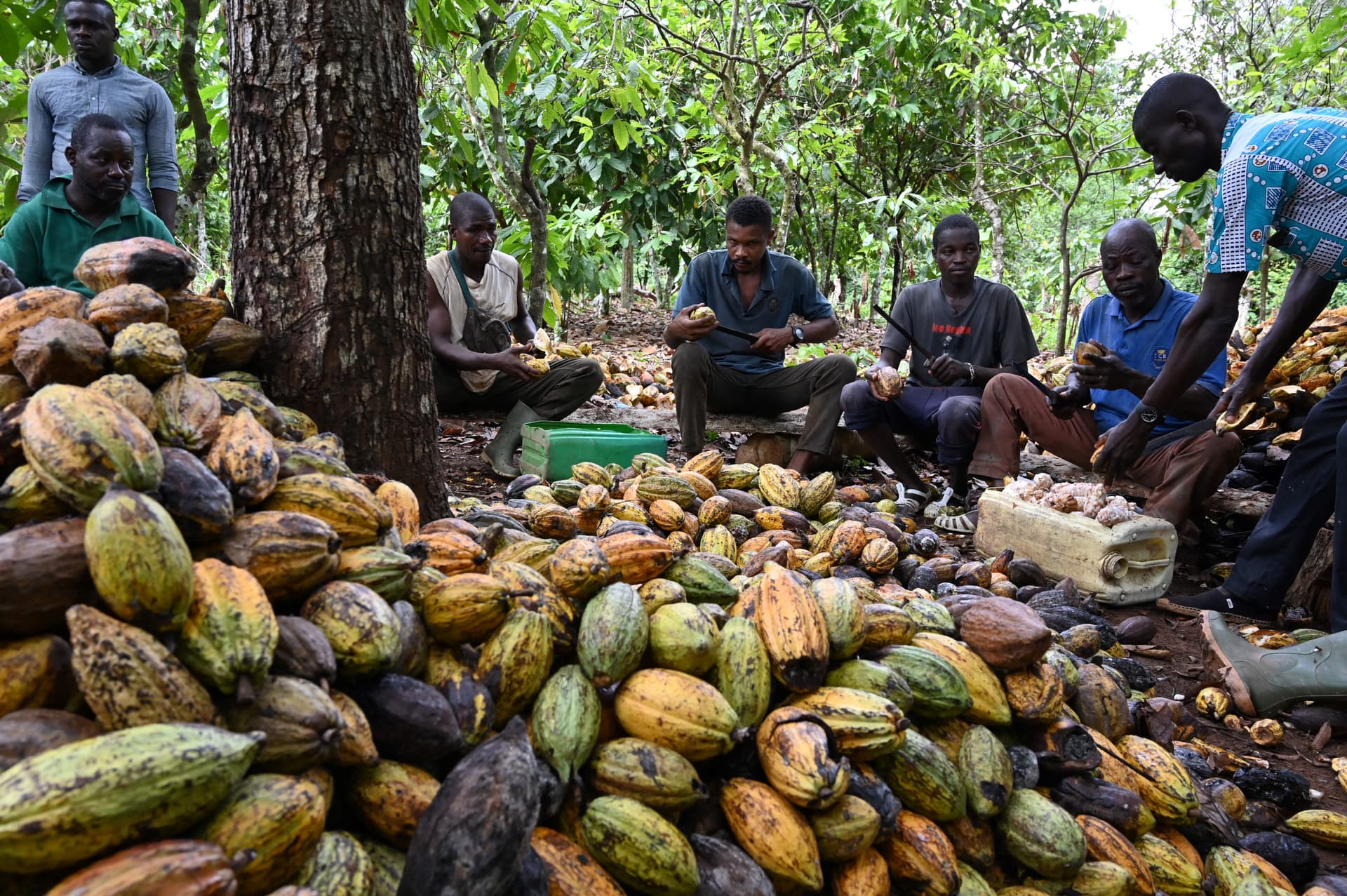 ICOAST-ECONOMY-AGRICULTURE-COCOA-ORGANIC