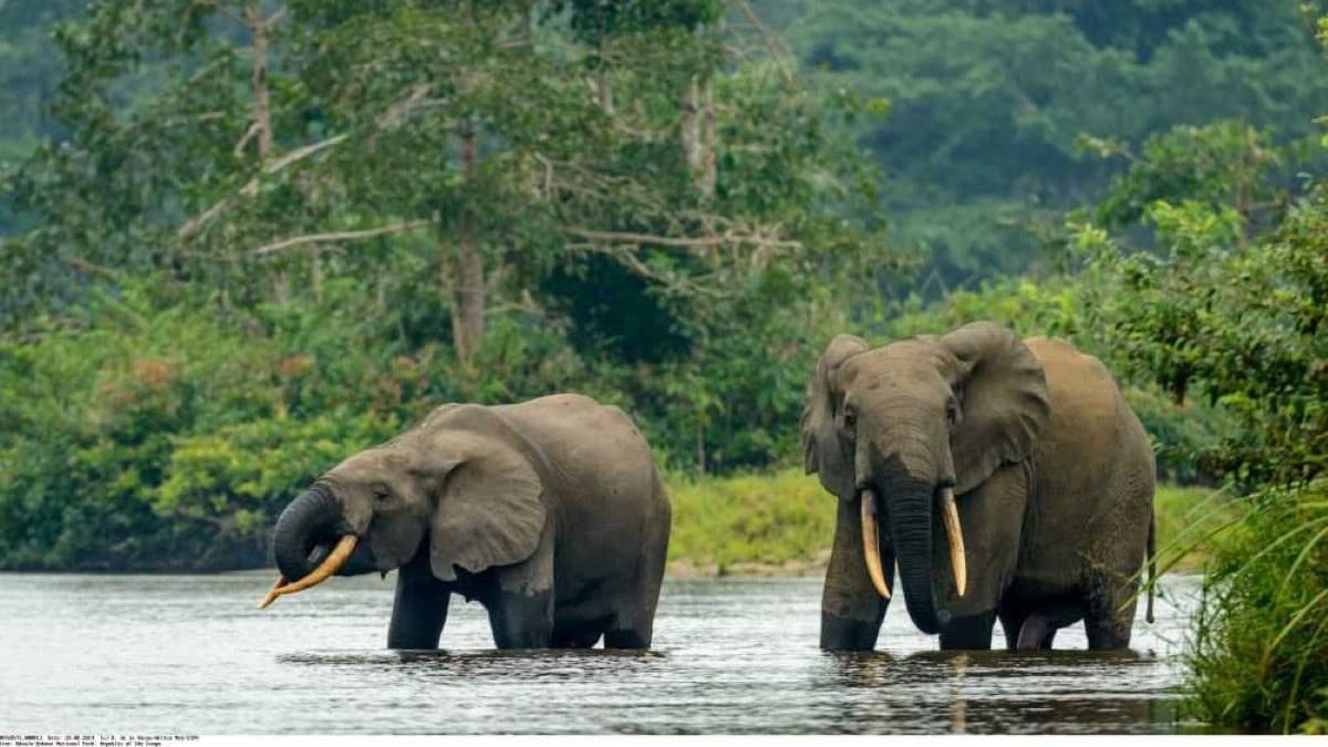 Le pays abrite plus de la moitié des éléphants de forêt encore présents dans le monde (c) La Libreville