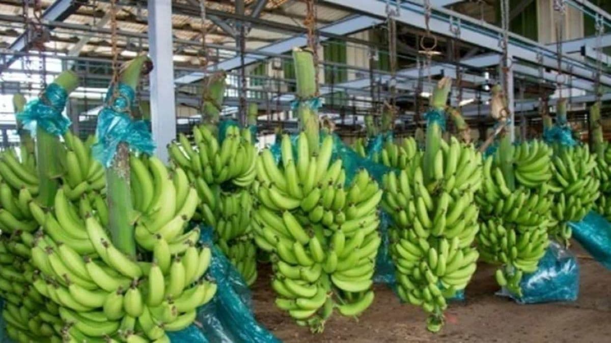 Des-bananes-destinees-a-lexportation