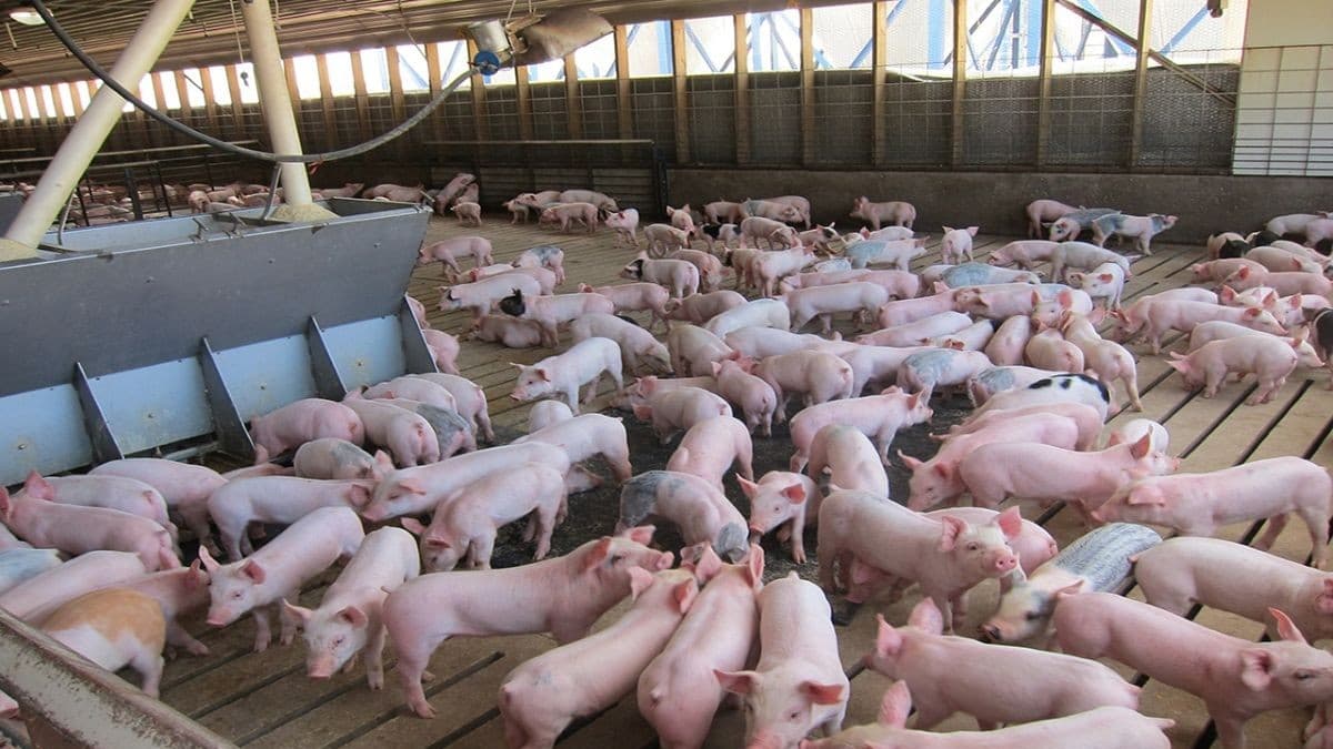 XXcet investissement doit s'accompagner d'un suivi sanitaire accru, pour contourner les effets de la peste porcine (c)A.F.Club