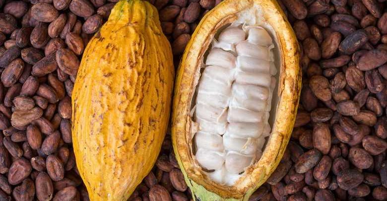 Le prix du kilogramme de cacao passe à 1000 F - EcoMatin