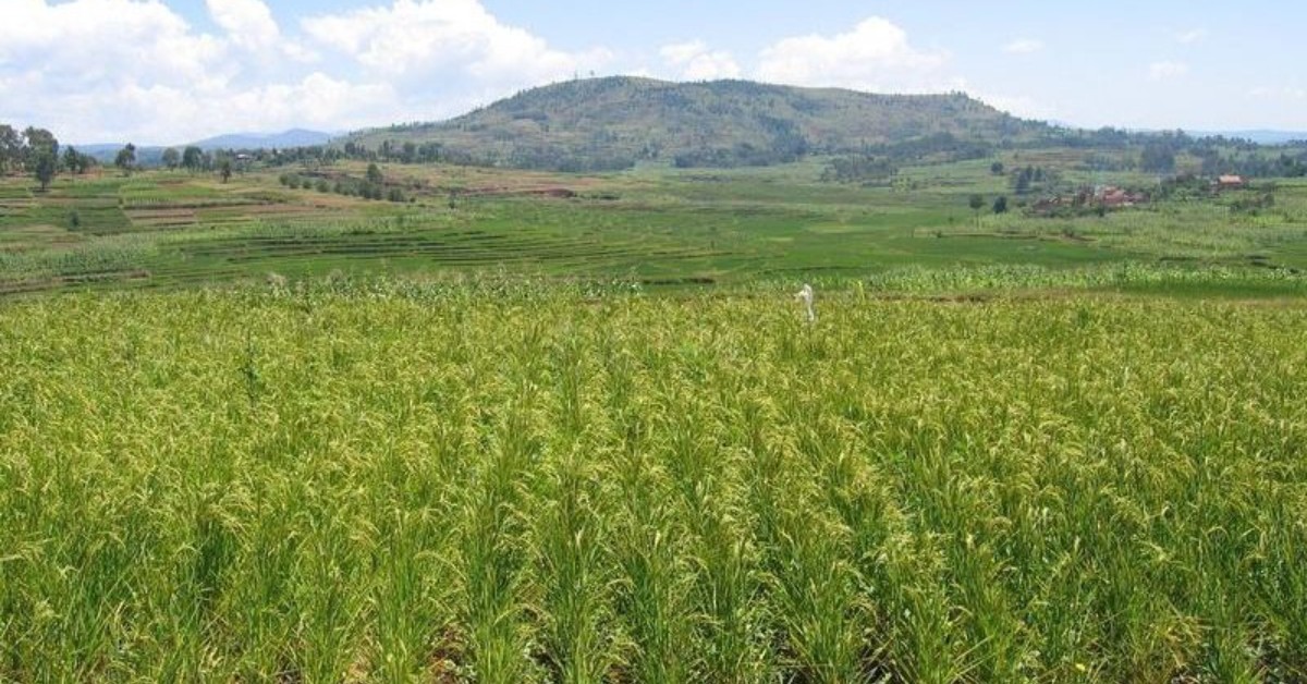 🇨🇲 Agriculture : 03 champs semenciers pour la relance de la culture du blé au Cameroun