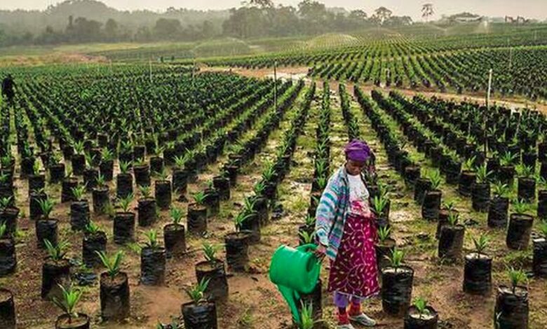 Projet d’agriculture au Cameroun